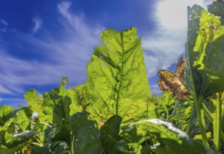 Leaves of sugar beet (Beta vulgaris subsp. vulgaris) on a field backlit against a blue sky,