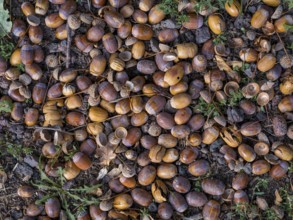 Acorns on the ground under an oak tree, Offenbach am Main, Hesse, Germany, Europe