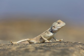 (Pseudotrapelus dhofarensis), Dhofar Desert Agama, agama, lizard, reptile, rock, agama species in