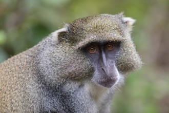 Samango white-throated monkey, (Cercopithecus mitis), (Cercopithecus mitis labiatus), Pondoland