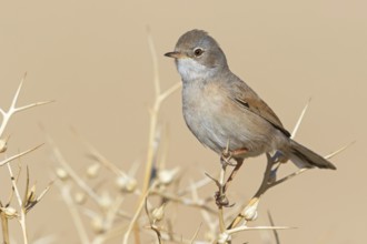 Spectacled warbler, S (ylvia conspicillata), animals, birds, perching, songbird, warbler family,
