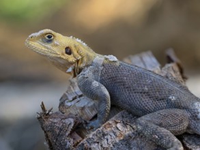 Settler agama, (Agama agama), animals, reptiles, agama, Cairo garden lodge Kuntaur, Kuntaur, North