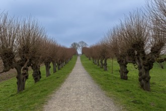 Festonallee, Holländische Lindenallee near Bothmer Castle, Klütz, Mecklenburg-Vorpommern, Germany,
