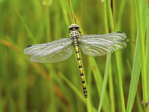 Southern Hawker, dragonfly, insect, (Aeshna cyanea), dragonfly family, Europe, Greece, Lesbos