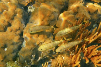 Mesoamerican barrier Great Mayan Reef grunt fishes in Riviera Maya Mexico