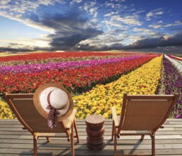 Two deck chairs on the platform are at the colorful flower fields. At one hanging elegant straw hat