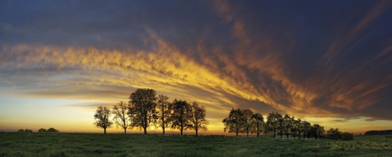 Panorama, row of trees in the approach of a cloud front