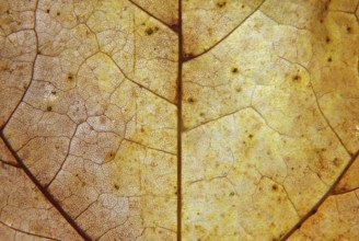 Full frame close up of a yellow and brown autumn leaf with veins and cells show in detail