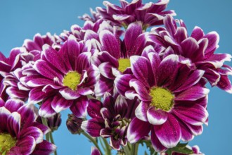 Purple Chrysanthemum branch on a light blue background, Odessa, Ukraine, Europe