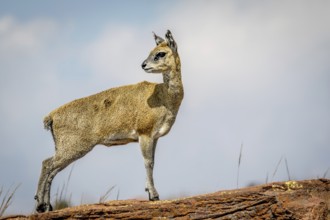 Klipspringer standing on a rock and starring in the Marakele National Park, South Africa, Africa