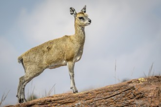 Klipspringer standing on a rock and starring in the Marakele National Park, South Africa, Africa