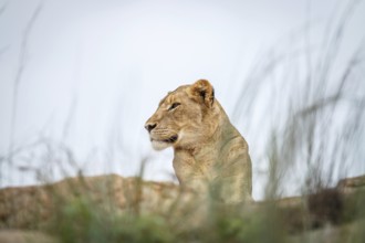 Young male Lion laying on the rocks in the Kruger National Park, South Africa, Africa