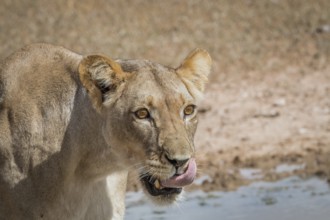 Lioness licking herself in the Kgalagadi Transfrontier Park, South Africa, Africa