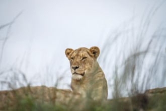 Young male Lion laying on the rocks in the Kruger National Park, South Africa, Africa