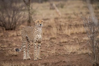A Cheetah walking towards the camera in the Kruger National Park, South Africa, Africa