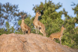 Three Klipspringers on the rocks in the Kruger National Park, South Africa, Africa