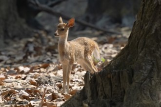 Axis deer, Chital (Axis axis), juvenile, backlight, morning light, Kanha National Park, Tiger