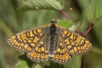 Golden Fritillary, Scabious Fritillary (Euphydryas aurinia)