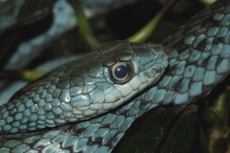 Spotted bush snake (Philothamnus punctatus)