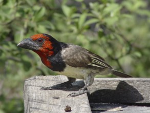 Collared Barbet (Lybius torquatus)