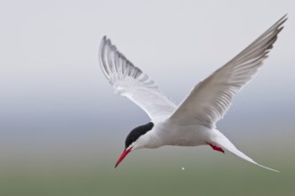 Common Tern (Sterna hirundo)