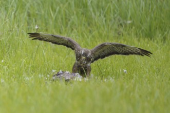 Common buzzard (Buteo buteo)