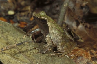 Camouflaged frog (Phrynobatrachus plicatus)