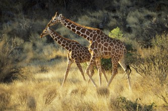 Reticulated giraffe (Giraffa camelopardalis reticulata)
