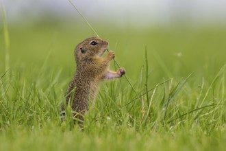 European ground squirrel (Spermophyllus citellus)