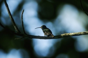 Brown-tailed amaranth (Amazilia tzacatl)