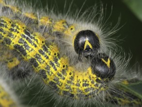 Moonbird (Phalera bucephala)