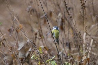 Blue tit