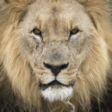 The King