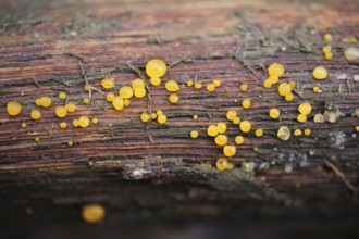 Jelly tear (Dacrymyces)