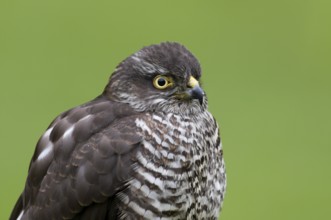 Sparrowhawk (Accipiter nisu)