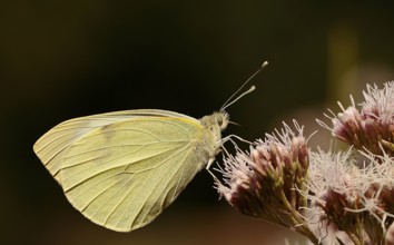 Small white