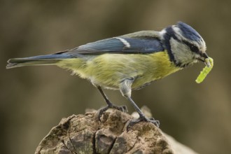 Blue tit (Cyanistes caeruleus)