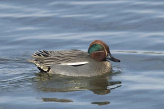 Teal (Anas crecca)