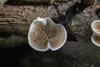 Crepidotus variabilis (Crepidotus variabilis)
