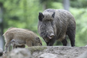 Wild boar (Sus scrofa)