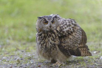 Eurasian Eagle-owl (Bubo bubo)