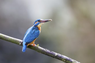 Kingfisher (Alcedo atthis)