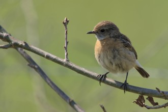 Stonechat (Saxicola rubicola)