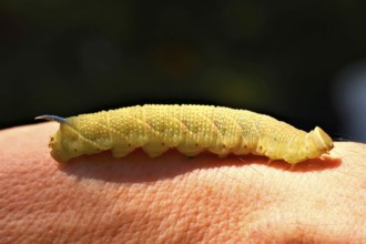 Lime hawk moth caterpillar (Mimas tiliae)