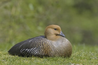 Female Magellanic Goose (Chloephaga picta)