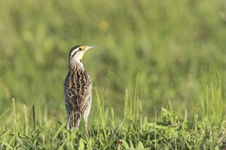 Eastern Meadowlark (Sturnella magna)