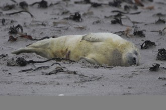 Grey seal (Halichoerus grypus)