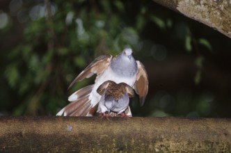 Copper-naped dove mating (Geopelia humeralis)