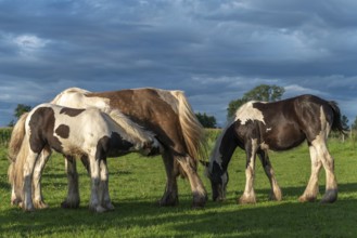 Irish cob horses in a pasture in spring. In the French countryside, horses go out into the meadows