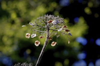 A branch with dried flowers on a sunny day at the beginning of spring